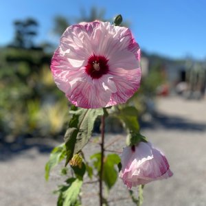 Ibištek bahenný (Hibiscus moscheutos) ´SUMMERIFIC-CHERRY CHEESECAKE´® - výška 50-80 cm, kont. C5L  (-29°C)